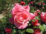 Ammonit rose photo