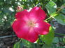 Ellen Poulsen rose photo