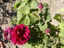 Emperor rose photo