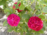 Duhamel Dumonceau rose photo