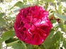 Duhamel Dumonceau rose photo