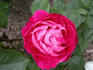Dr. Brada's Rosa Druschki rose photo