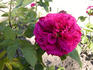 Capitaine Peillon rose photo