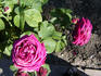 Capitaine Peillon rose photo