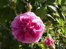 Fanny Pavetot rose photo