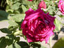 Jean Rosenkrantz rose photo