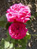 Jean Rosenkrantz rose photo