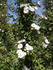 Miss Jekyll rose photo
