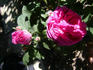 Madame Clémence Joigneaux rose photo