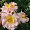 Morgengruss rose photo