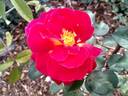 18LA04 rose photo