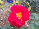 18LA04 rose photo