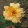 Yellow Talisman rose photo