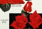 As de Coeur rose photo