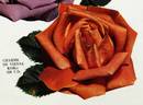 Charme de Vienne rose photo