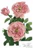 Hercules rose photo