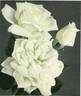 Mrs. Francis King rose photo