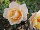 Tsarina rose photo