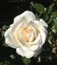 Lucy Bem rose photo