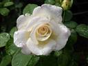 Lucy Bem rose photo