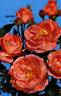 Dacapo rose photo