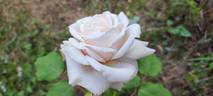Madame Jean-Pierre Soupert rose photo