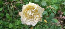 Mrs. Dudley Cross rose photo
