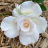 Touch of Venus rose photo