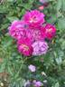 Sweet Pea rose photo