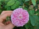 Petite Lisette rose photo