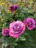 Lila Wunder rose photo