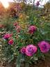 Lila Wunder rose photo