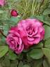 Lila Wunder rose photo