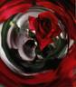 Imperator rose photo
