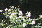 Sophisticate rose photo