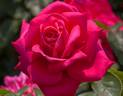 American Maid rose photo