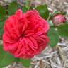 Crown Jewel rose photo