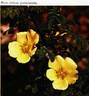 R. sericea pteracantha rose photo