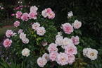 Tournament of Roses rose photo