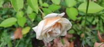 Fürstin Infantin von Hohenzollern rose photo