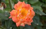 Dame of Sark rose photo