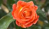 Dame of Sark rose photo