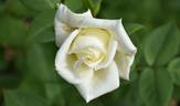 Polar Star rose photo