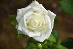 Polar Star rose photo