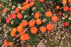 Irish Eyes ™ rose photo
