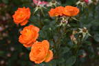 Irish Eyes ™ rose photo