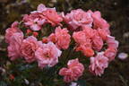 Fascination ™ rose photo