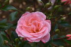 Fascination ™ rose photo