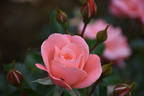 Fascination ™ rose photo