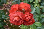 Hot Chocolate rose photo